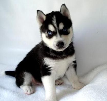 Husky Siberiano