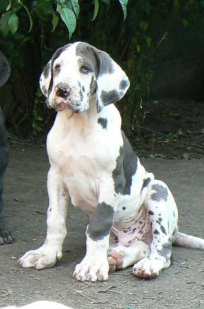 Gran Danes