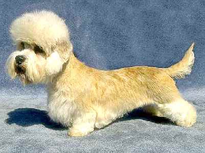 Dandie dinmont terrier