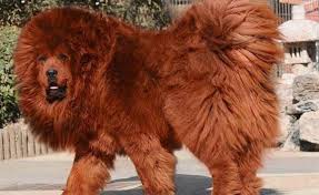 Mastin tibetano