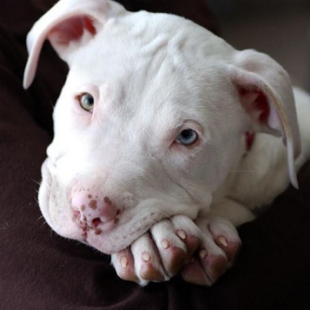 Pitbull
