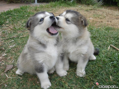 Husky Siberiano