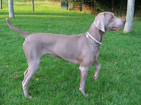 Weimaraner